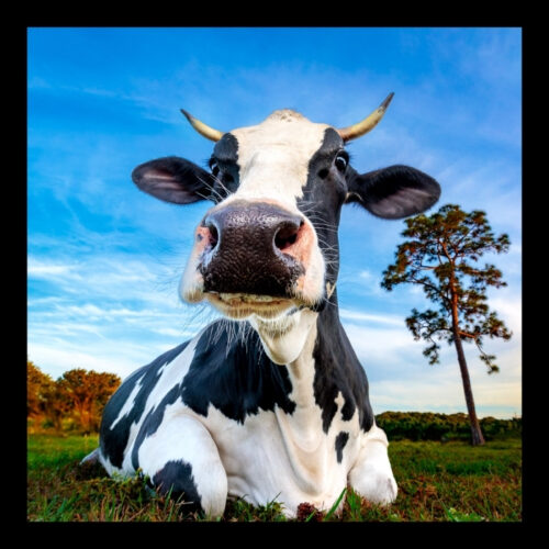 Barn Buds - cow top image